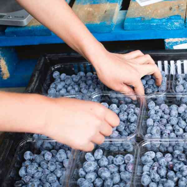 Hand Picking Blueberries From Punnet
